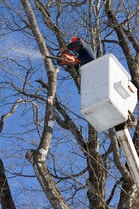 Columbus Trees Image